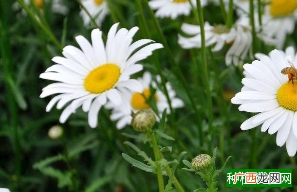 蓝莓开花期怎么管理,蓝莓开花期管理方法