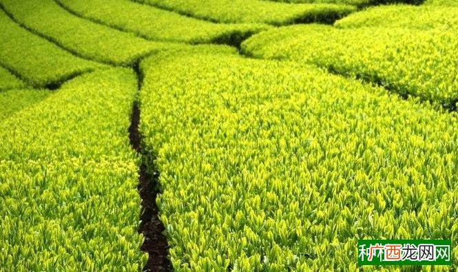 《专家支招》茶叶：抓好两重点 修剪施肥不能免