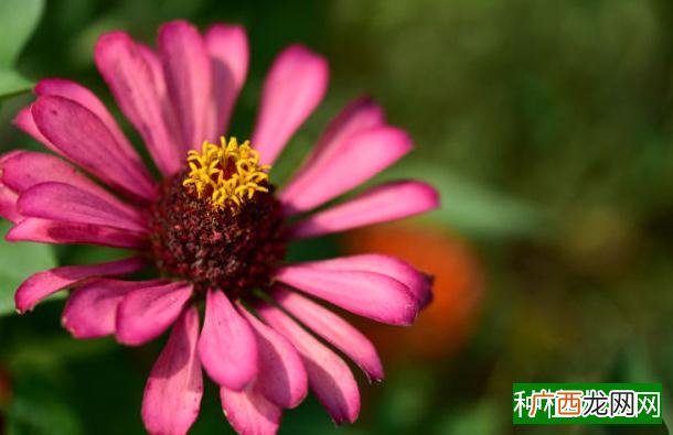 生菜怎么种植方法家里,家里如何种植生菜
