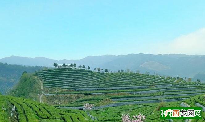 国家级茶树新品种---舒茶早