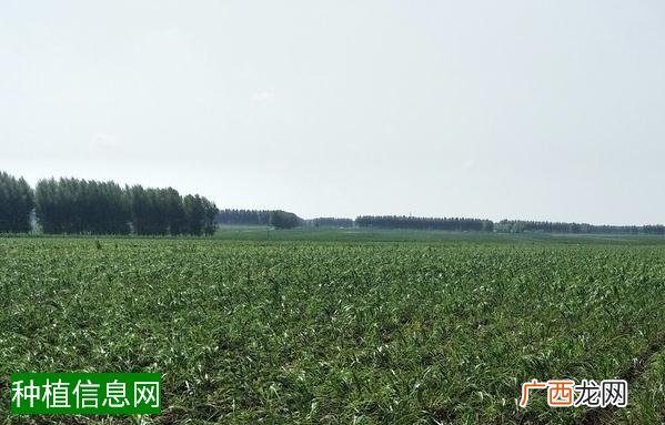 棉花施肥的原则
