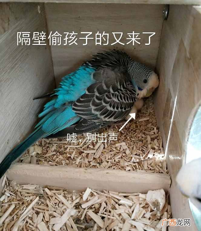 投喂鹦鹉的正确方式 鹦鹉吃什么容易繁殖