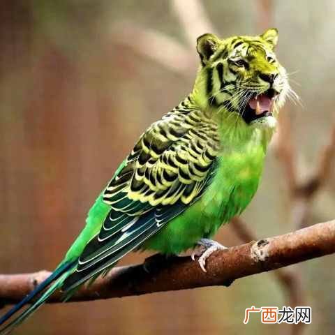 投喂鹦鹉的正确方式 鹦鹉吃什么容易繁殖