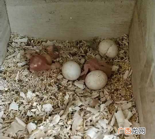 投喂鹦鹉的正确方式 鹦鹉吃什么容易繁殖