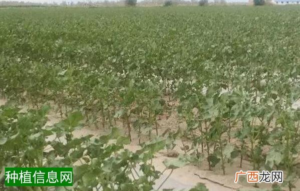 土豆生长期多少天,土豆的生长期有多长时间