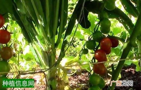 玉米纹枯病的发病特点