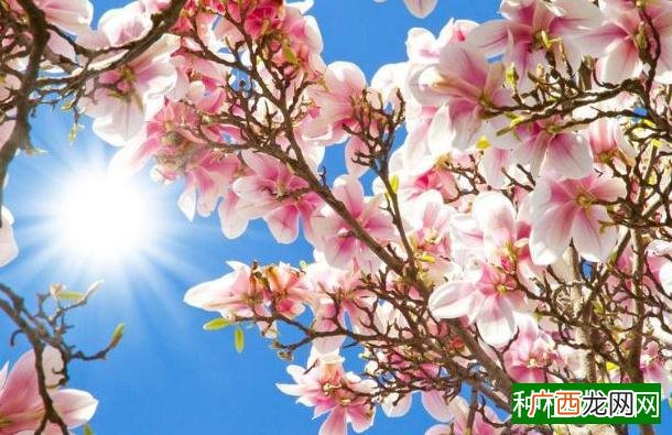 怎样发绿豆芽,浸泡绿豆