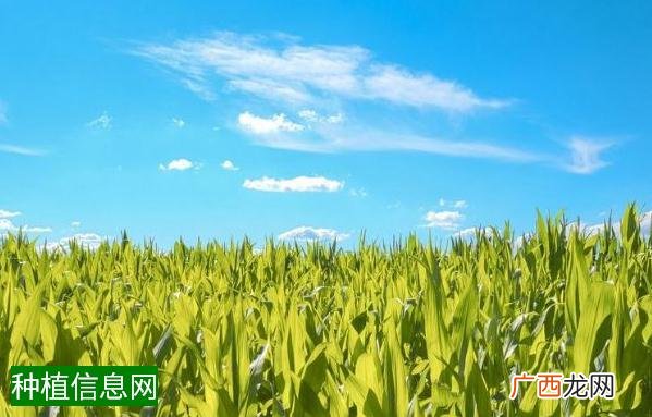 怎样给春播马铃薯覆草