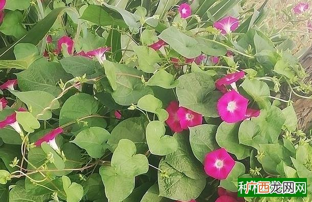小暑种什么蔬菜,小暑种植哪些蔬菜