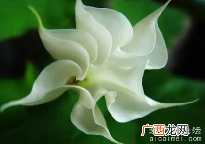 盘点如今的十大不吉利花,千万不要将这些花送人避免挨打