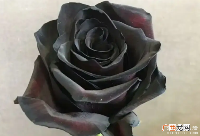 盘点如今的十大不吉利花,千万不要将这些花送人避免挨打