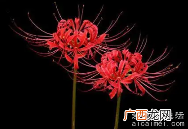 盘点如今的十大不吉利花,千万不要将这些花送人避免挨打
