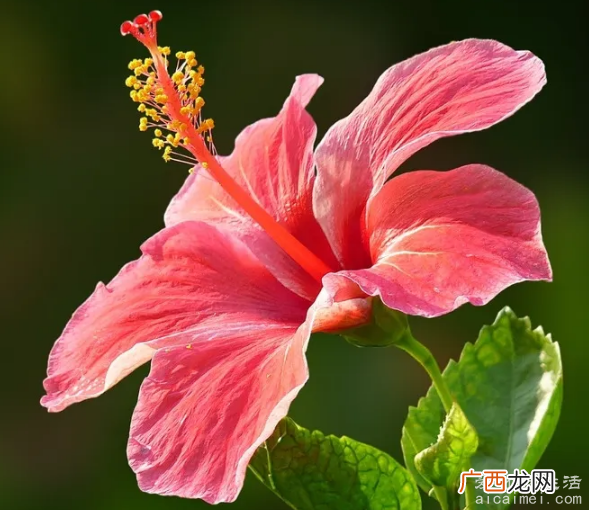 盘点如今的十大不吉利花,千万不要将这些花送人避免挨打