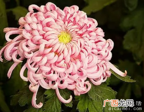 盘点如今的十大不吉利花,千万不要将这些花送人避免挨打