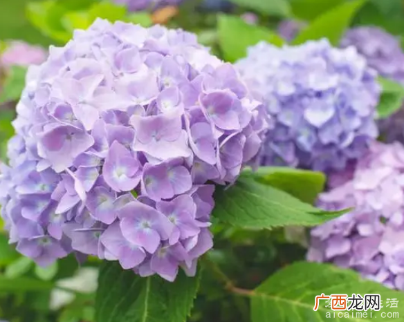 盘点如今的十大不吉利花,千万不要将这些花送人避免挨打