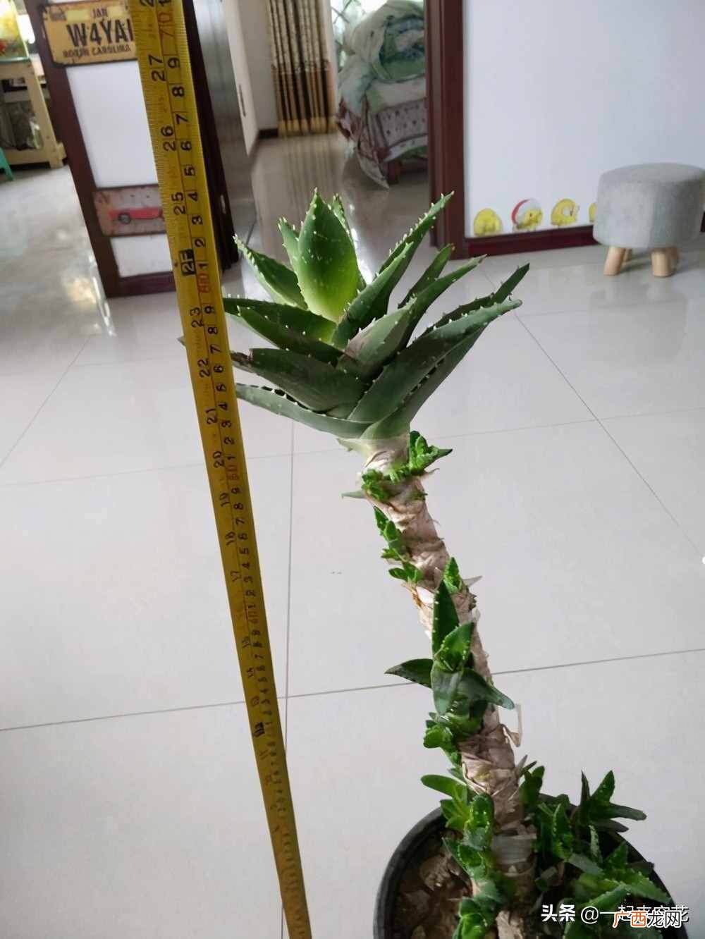 新手种植芦荟的技巧和注意项 芦荟怎么种植方法