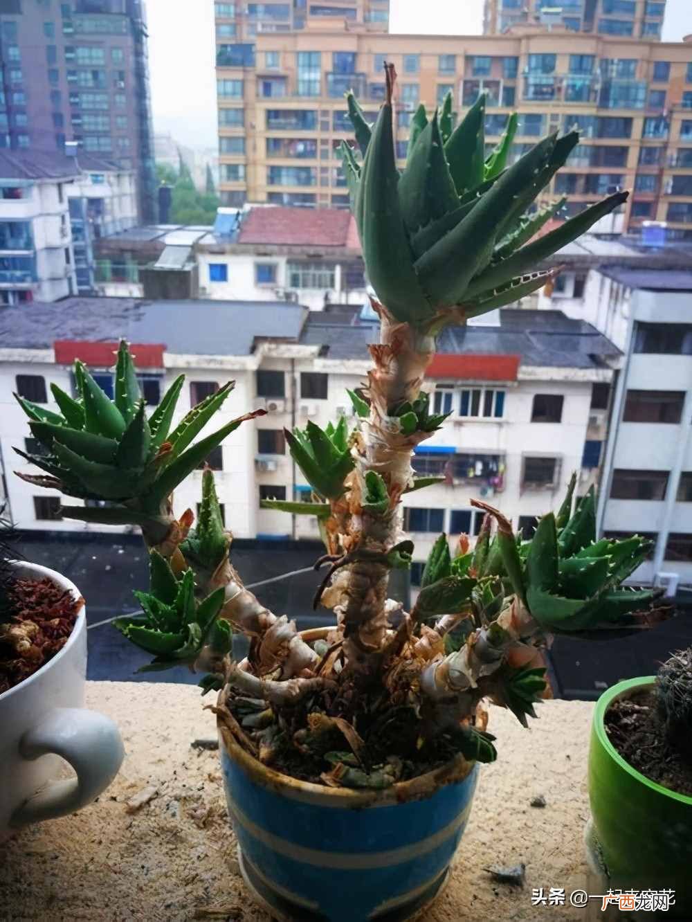 新手种植芦荟的技巧和注意项 芦荟怎么种植方法