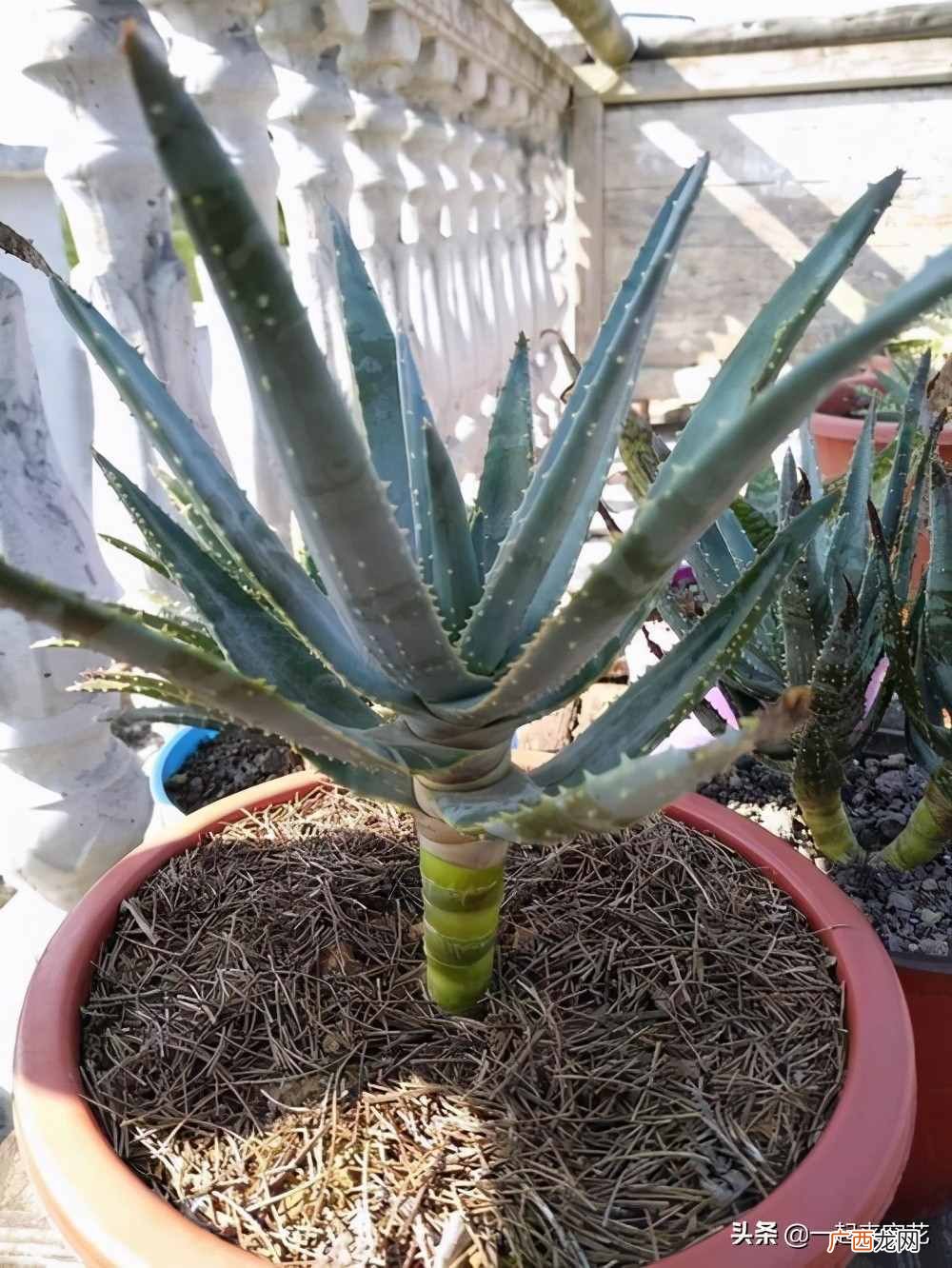 新手种植芦荟的技巧和注意项 芦荟怎么种植方法