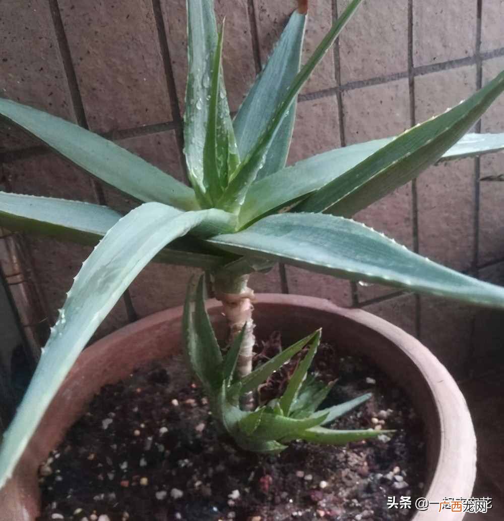 新手种植芦荟的技巧和注意项 芦荟怎么种植方法