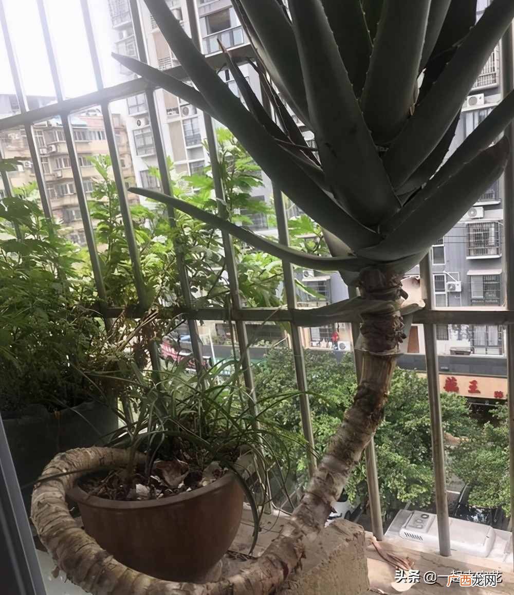 新手种植芦荟的技巧和注意项 芦荟怎么种植方法