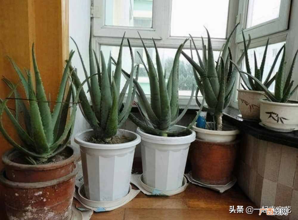新手种植芦荟的技巧和注意项 芦荟怎么种植方法