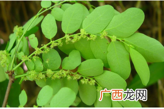 珍珠草的功效与作用 珍珠草的食用方法