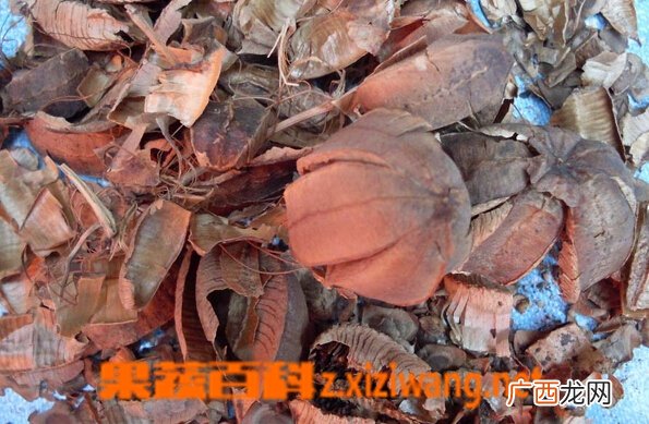 中药实葫芦的功效与作用