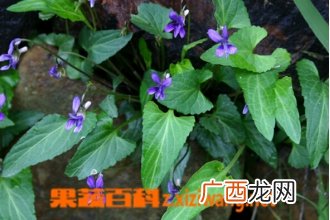 定经草图片 定经草的功效与作用