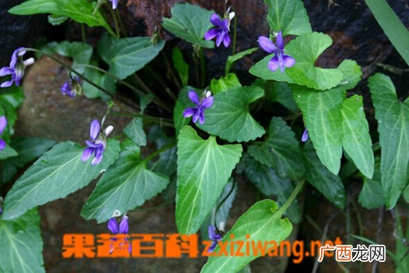 定经草图片 定经草的功效与作用