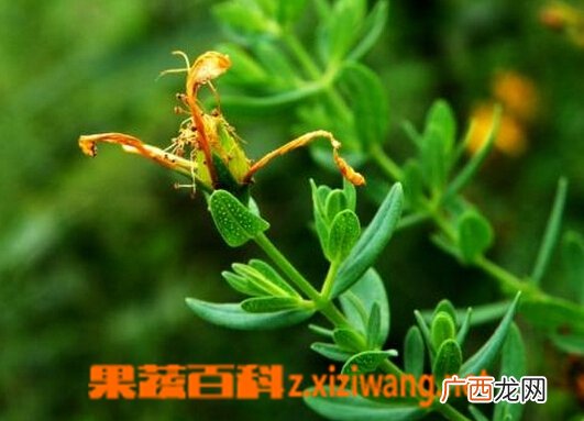 贯叶连翘图片 贯叶连翘的功效与作用