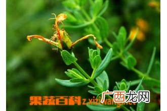 贯叶连翘图片 贯叶连翘的功效与作用