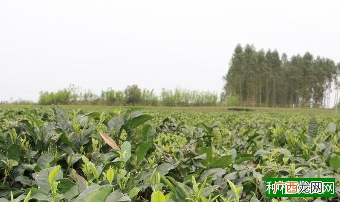 茶树栽培知识问答