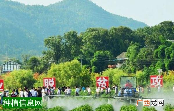 玉米茎腐病发病症状有哪些？农户们该如何防治？