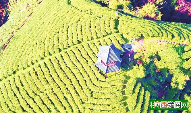 大红袍属于什么茶?大红袍的品质鉴别方法