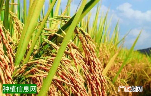 马铃薯防治甲虫害