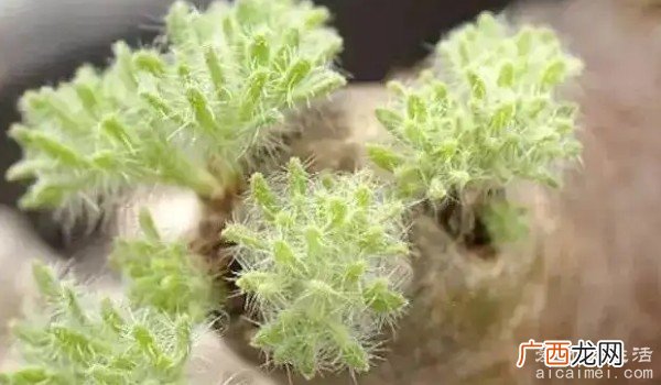 十大最贵多肉排行榜 一颗霓虹灯雨露成株价4万元