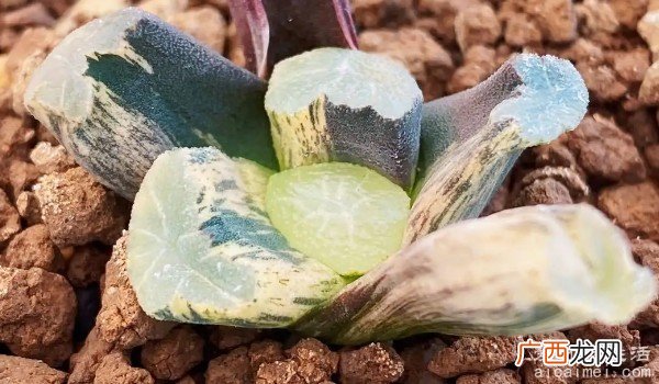 十大最贵多肉排行榜 一颗霓虹灯雨露成株价4万元