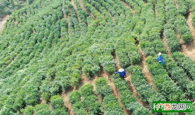 无公害茉莉花茶生产技术探讨