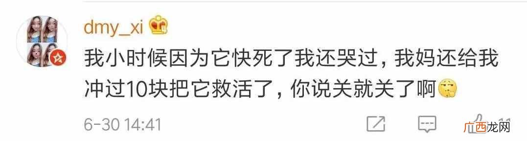 怎么把qq宠物弄死？现在却没有机会了，太遗憾了