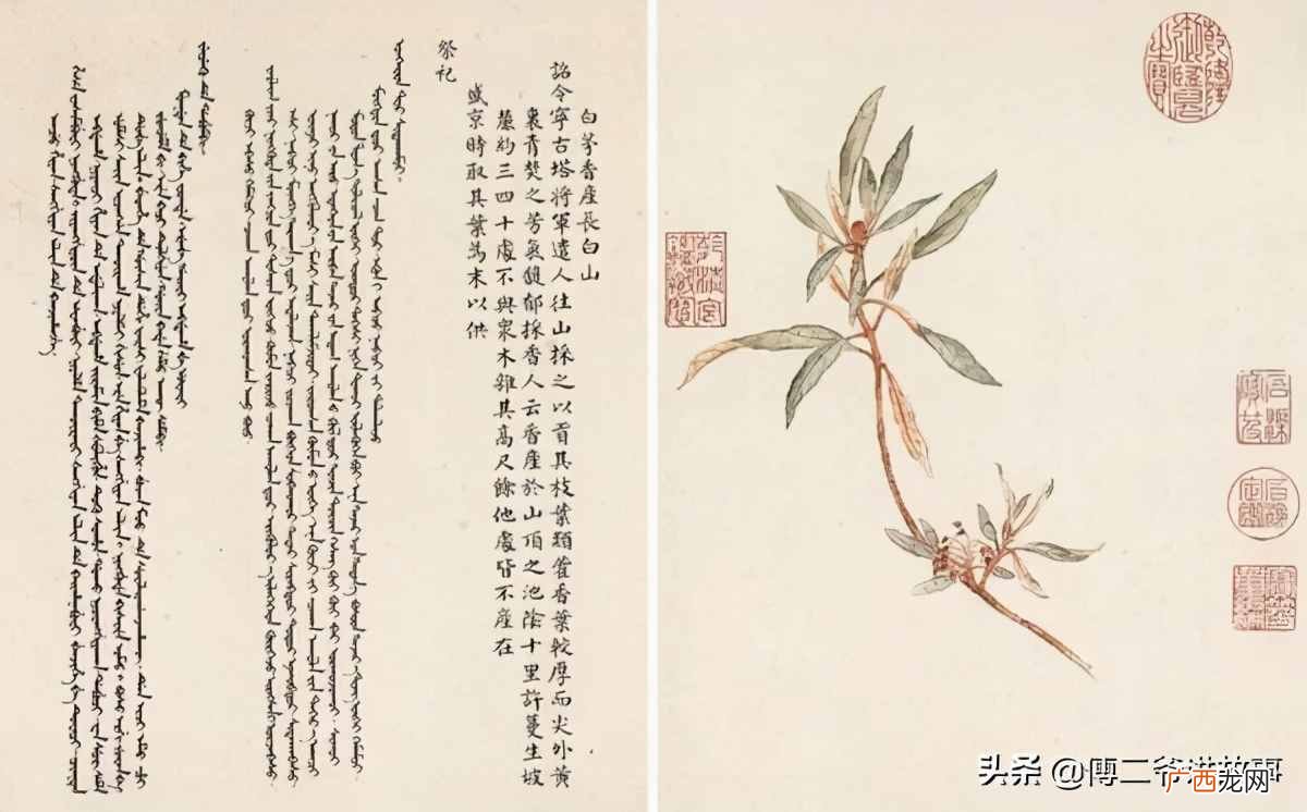 2者区别详细介绍 迎红杜鹃与兴安杜鹃区别