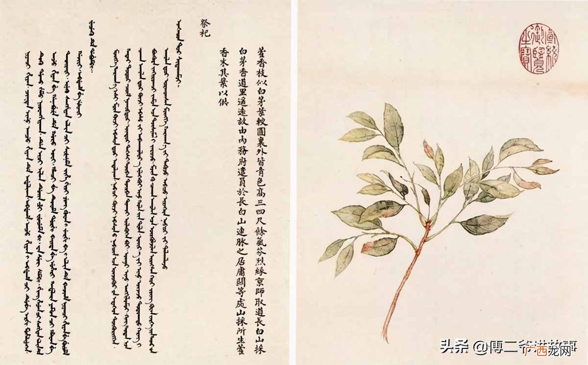 2者区别详细介绍 迎红杜鹃与兴安杜鹃区别