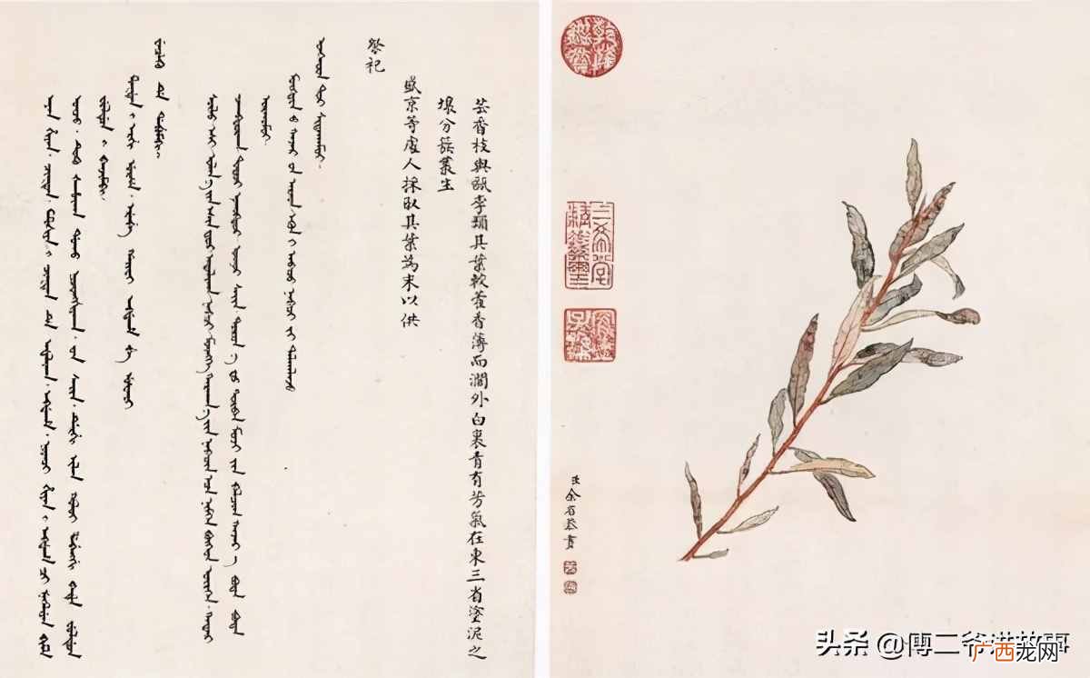 2者区别详细介绍 迎红杜鹃与兴安杜鹃区别