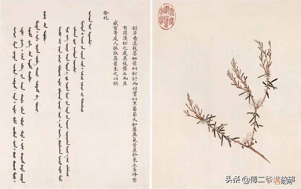 2者区别详细介绍 迎红杜鹃与兴安杜鹃区别