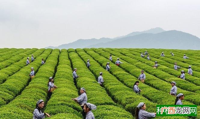 庆元碧玉春茶加工
