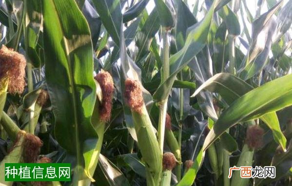 春花生稳产稳收的技术管理要点