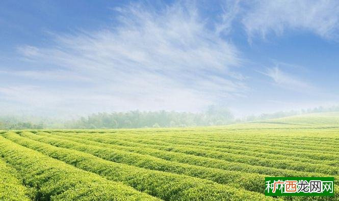 无性系茶叶的种植技术和栽培管理要点