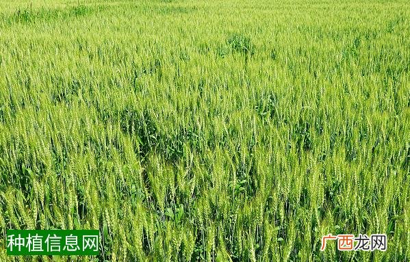 水稻生理性烂秧怎样用药