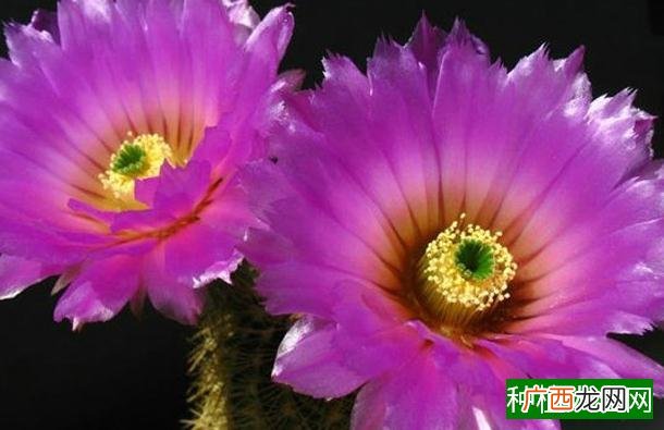 山楂树分公母吗,山楂树分不分公母