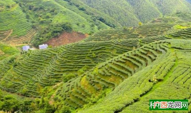 浙江白茶基因收录世界基因库