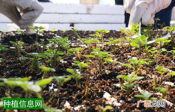 水稻种子消毒方法介绍